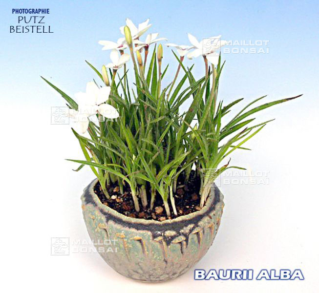 rhodohypoxis