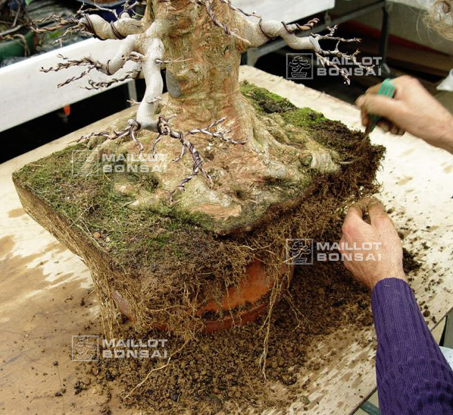 rempotage-acer-buergerianum-souche