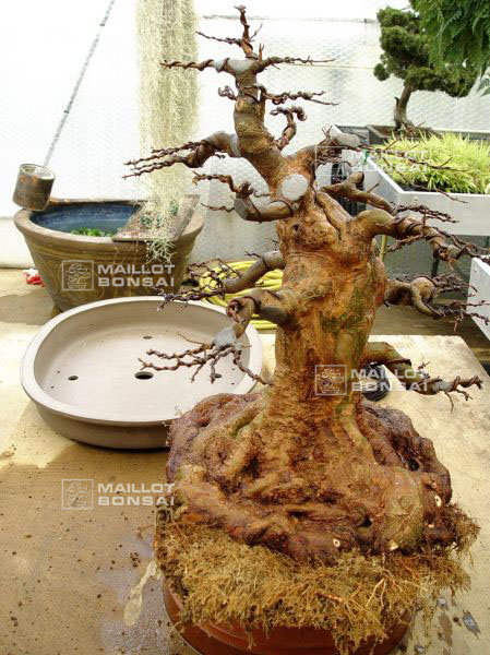 rempotage-acer-buergerianum-souche