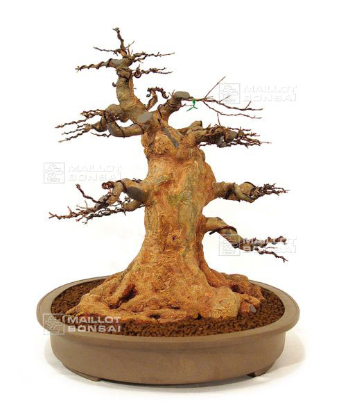 rempotage-acer-buergerianum-souche