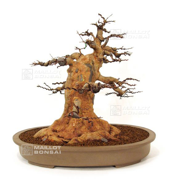 rempotage-acer-buergerianum-souche