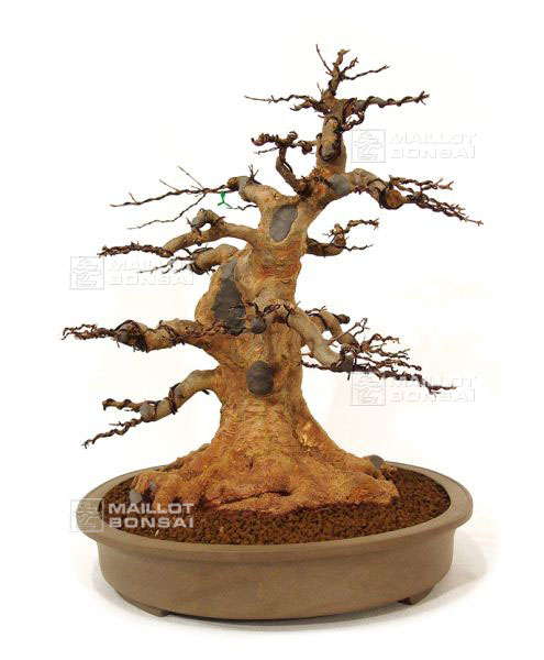 rempotage-acer-buergerianum-souche