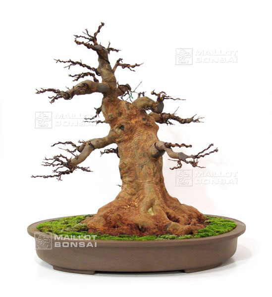 rempotage-acer-buergerianum-souche