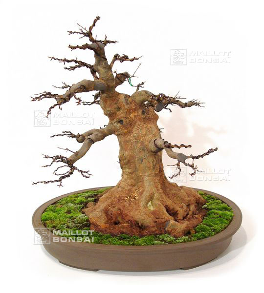 rempotage-acer-buergerianum-souche