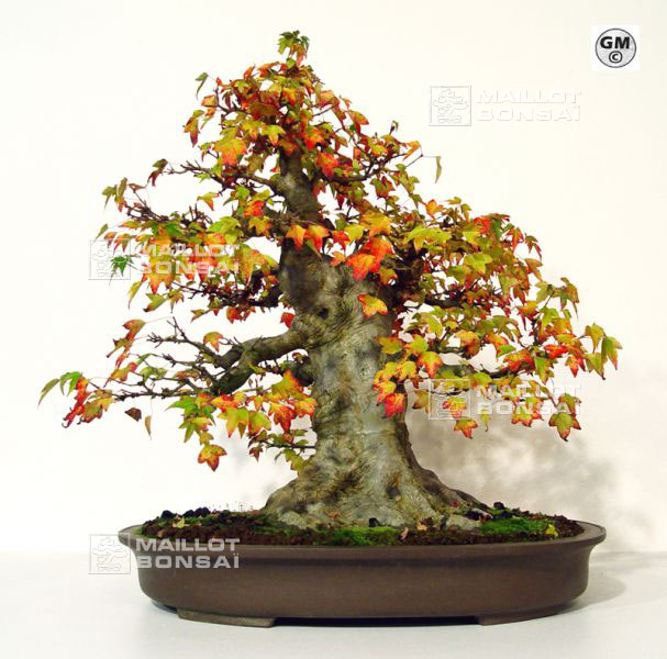 rempotage-acer-buergerianum-souche