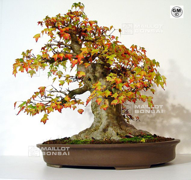 rempotage-acer-buergerianum-souche