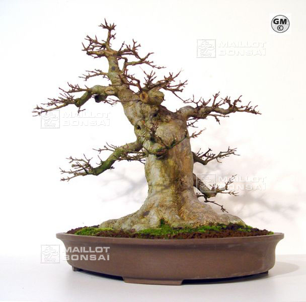 rempotage-acer-buergerianum-souche