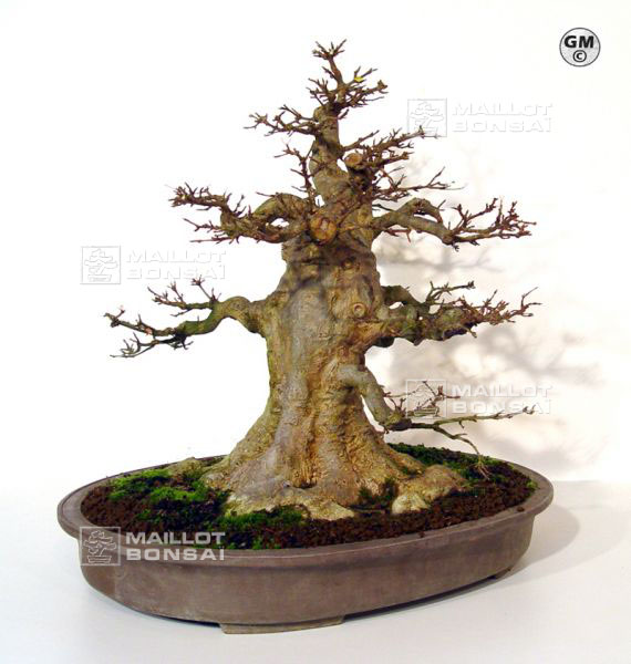 rempotage-acer-buergerianum-souche