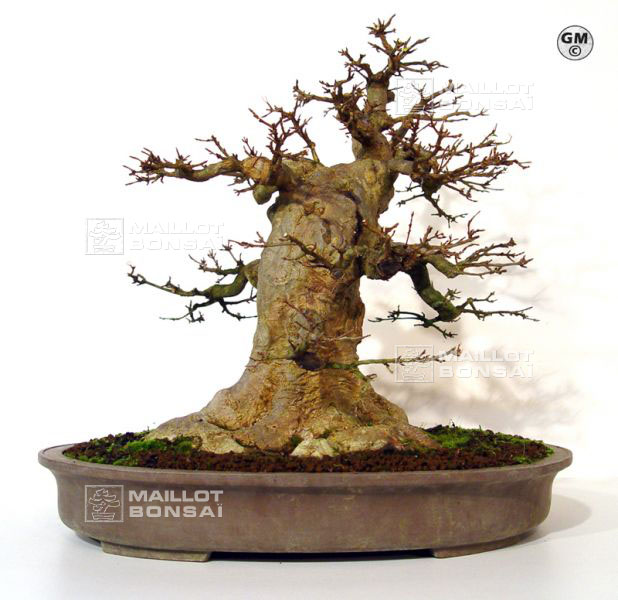 rempotage-acer-buergerianum-souche