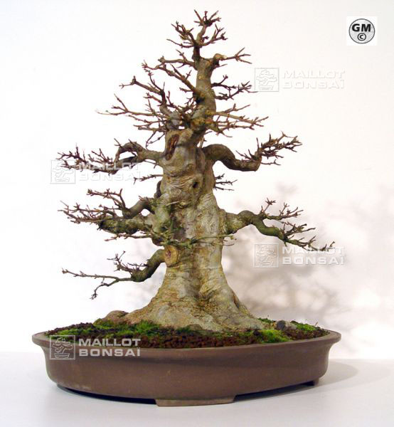 rempotage-acer-buergerianum-souche