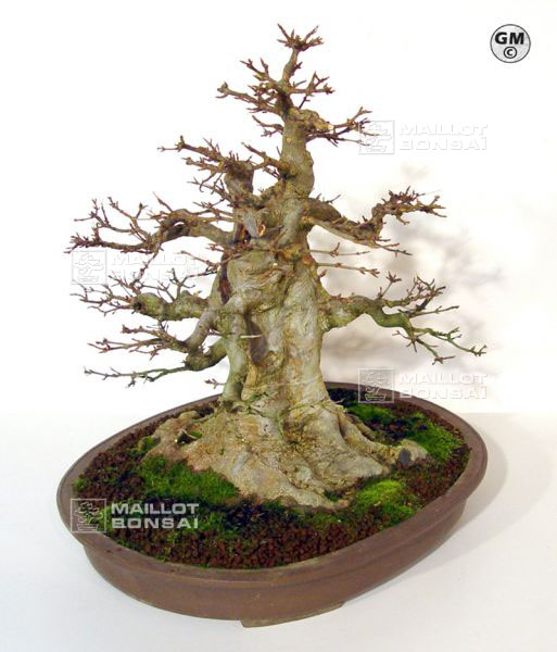 rempotage-acer-buergerianum-souche