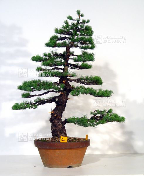 the-finished-tree
