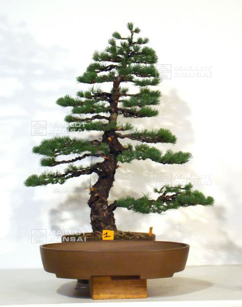 ideas-for-choosing-a-pot