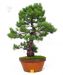 styling-a-pinus-pentaphylla-bonsai-tree
