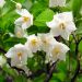 an-exemplary-tree-styrax-japonica