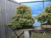 master-kentaro-shiino-s-garden-in-japan