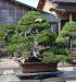 master-kentaro-shiino-s-garden-in-japan