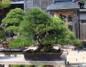 master-kentaro-shiino-s-garden-in-japan