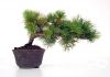 How to shape a white pine in semi-cascade style