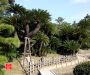 cycas-palm-trees-beside-the-ornamental-lake