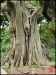 the-wild-juniperus-of-osezaki