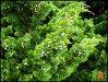 the-wild-juniperus-of-osezaki