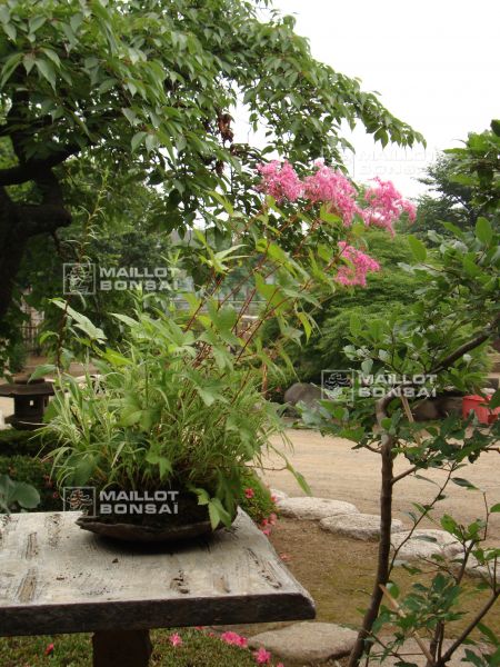 le-jardin-de-me-murakawa-kiyoshi