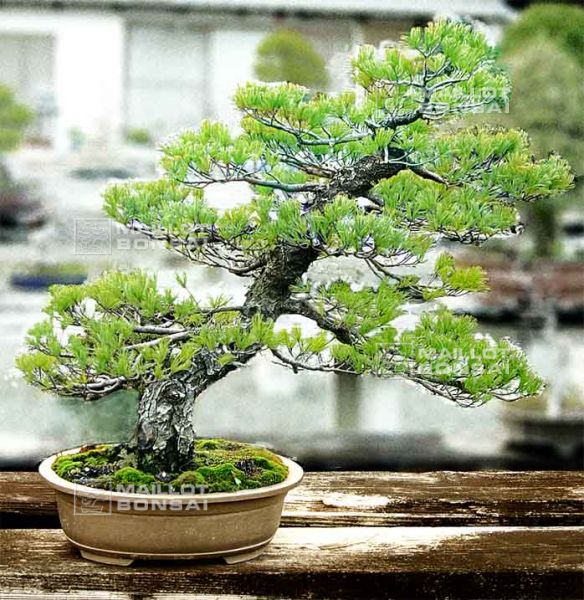 le-jardin-de-me-murakawa-kiyoshi