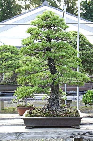le-jardin-de-me-murakawa-kiyoshi