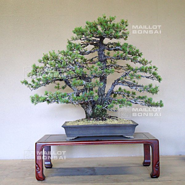 le-jardin-de-me-murakawa-kiyoshi