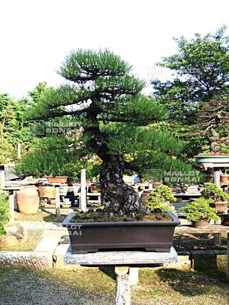 le-jardin-de-me-murakawa-kiyoshi