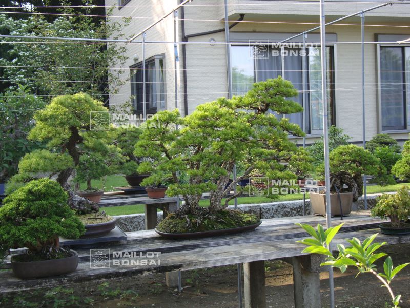le-jardin-de-me-murakawa-kiyoshi