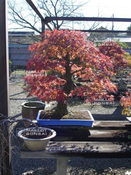 le-jardin-de-me-murakawa-kiyoshi
