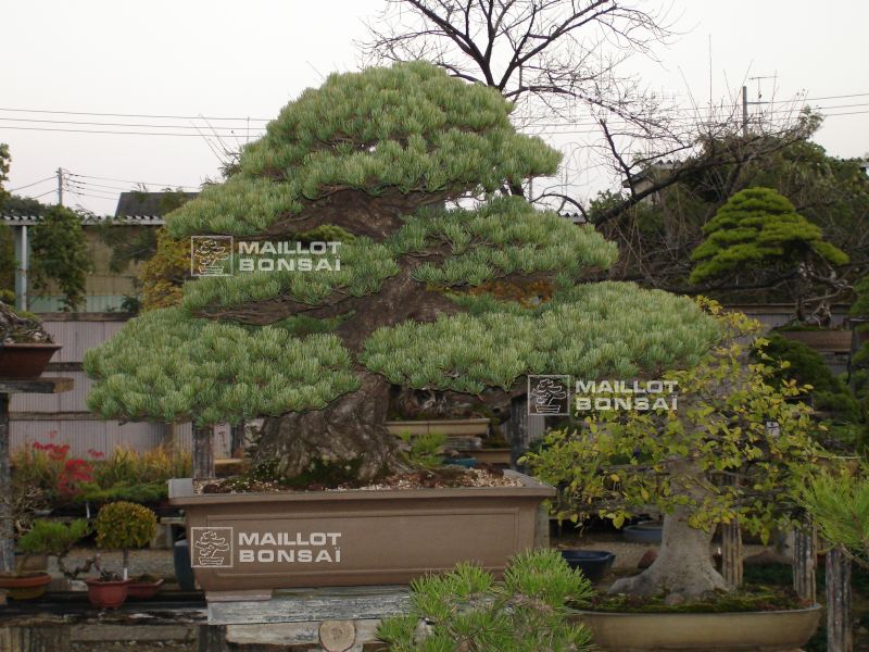 le-jardin-de-me-murakawa-kiyoshi