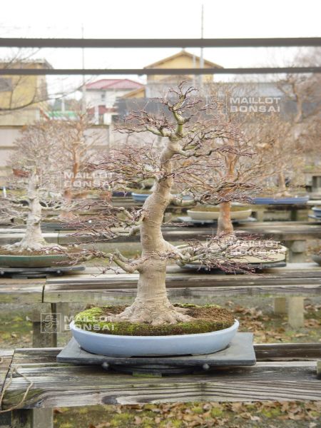 le-jardin-de-me-murakawa-kiyoshi