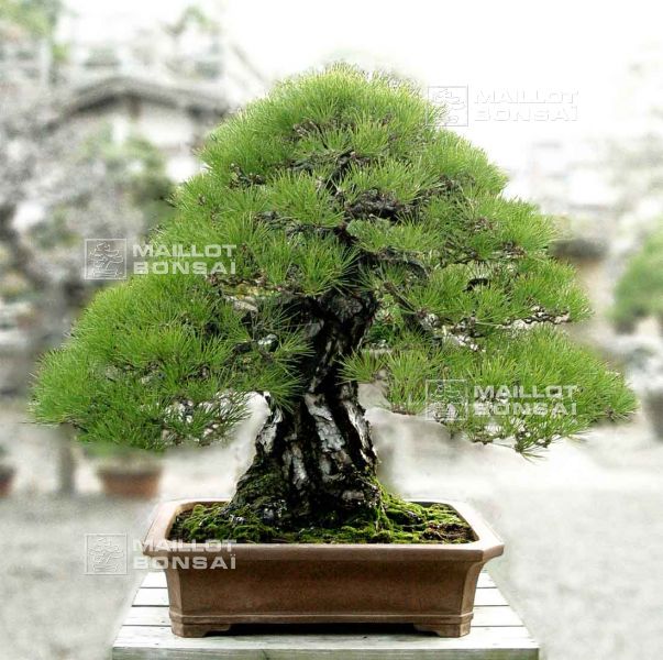 le-jardin-de-me-murakawa-kiyoshi