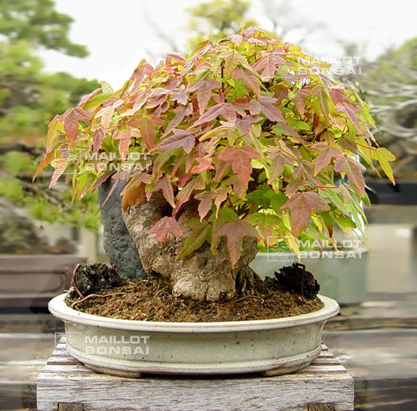 le-jardin-de-me-murakawa-kiyoshi