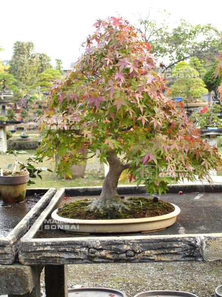 le-jardin-de-me-murakawa-kiyoshi