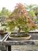 inside-kiyoshi-murakawa-s-bonsai-nursery