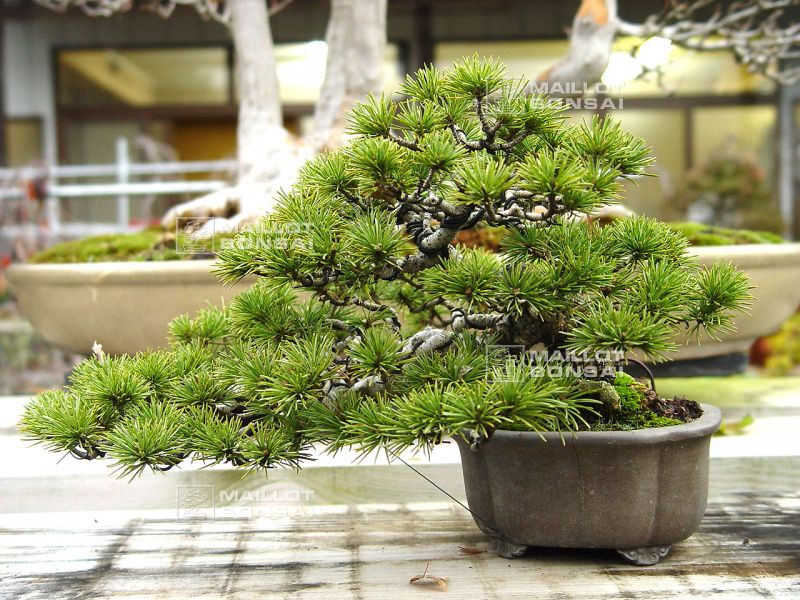 le-jardin-de-me-murakawa-kiyoshi