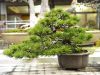 inside-kiyoshi-murakawa-s-bonsai-nursery