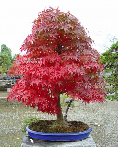 le-jardin-de-me-murakawa-kiyoshi