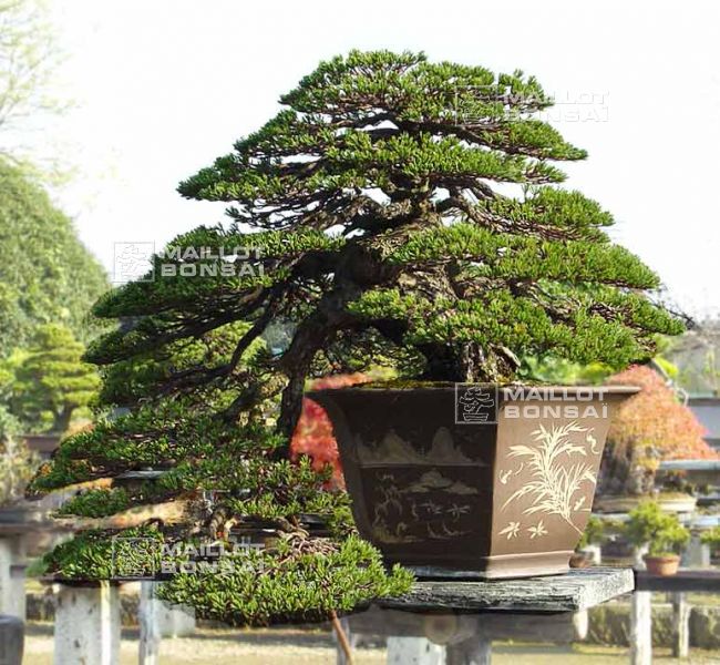 le-jardin-de-me-murakawa-kiyoshi