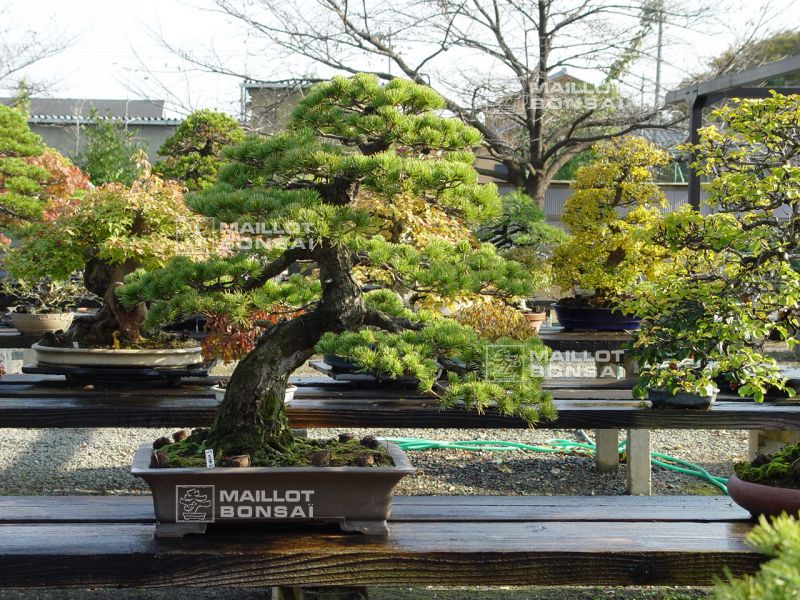le-jardin-de-me-murakawa-kiyoshi