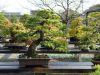 le-jardin-de-maitre-murakawa-kiyoshi