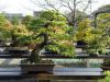 inside-kiyoshi-murakawa-s-bonsai-nursery