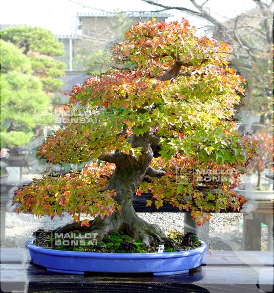 le-jardin-de-me-murakawa-kiyoshi