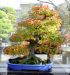 inside-kiyoshi-murakawa-s-bonsai-nursery