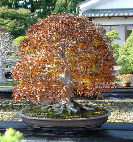 le-jardin-de-me-murakawa-kiyoshi