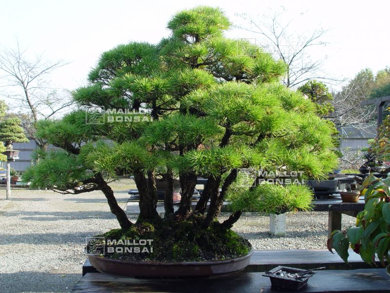 le-jardin-de-me-murakawa-kiyoshi